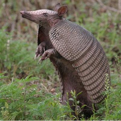 heres some armadillos for ya