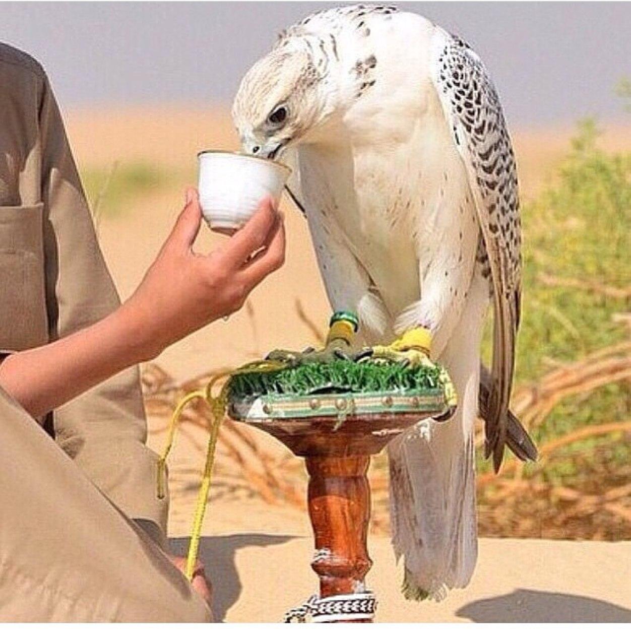 انا موجب عمري ٢٠ زاير الكويت ابي جاد او جاده من الكويت يجي خاصص