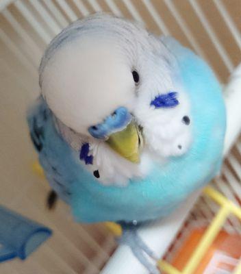 抹茶茶_(┐「ε:)_さんのプロフィール画像