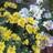 abu_al_reem's profile image