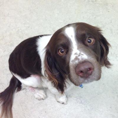 I'm a 2 year old Springer Spaniel who accidentally swallowed an elastic band. It tore a hole in my intestines and I have had 4 life saving operations in 6 weeks