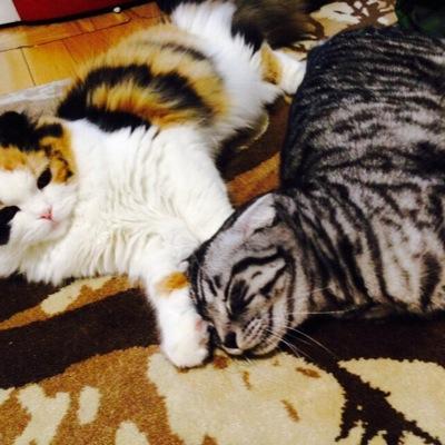 ウチで飼ってる2匹の猫、ぷりんさんとばにらさん。猫の面白画像や癒され画像（動画も！）を日々つぶやいていきますよー(*´ω｀)
ブログも見てね〜(´◡`๑) 