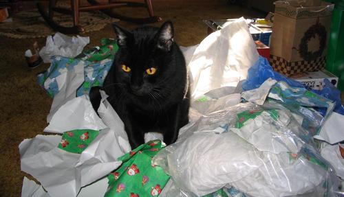 I am a cat that is starting my own reality tv show!