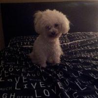 Danielle Dor (@daniellebolding) 's Twitter Profile