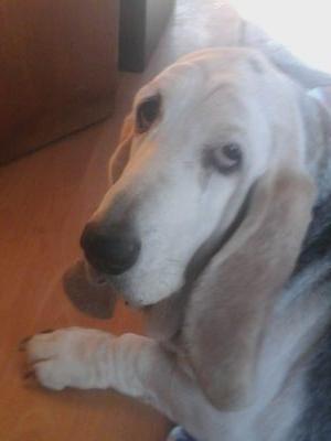 LouLou was a 15 year old Basset rescue & ZS Immortal  Angel Clementine Angel Winston🌈  I am Sussex through and through 54 years BHAFC  supporter