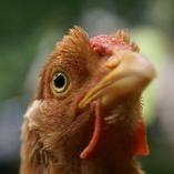 networkraptor's profile picture. Network hunting and malware research