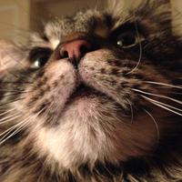 Sara (@a1phafemale) 's Twitter Profile