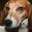 Hound_Table's profile image
