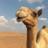 MarandetFranck's profile image