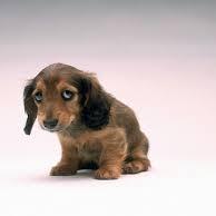 Our mission is to stop animals from being abused & neglected. We think there isn’t enough awareness for animal abuse, & that more people need to know what it is