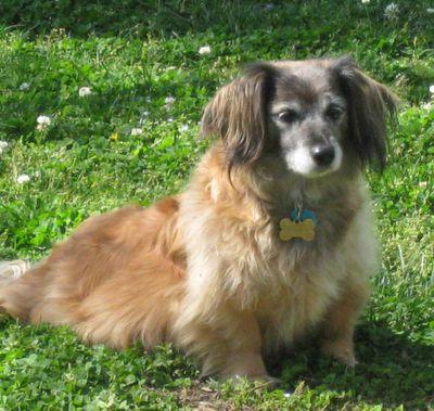 Spencer the wonder Dog