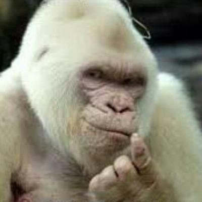 Snowape Mission Control. (soa) #SnowApes