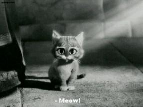 Folow my twiter