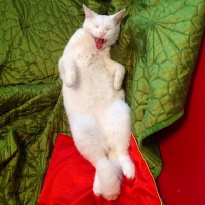 hawiet's profile picture. woman