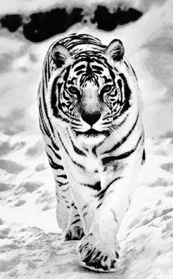 Tigers are love ~ Tigers are life ~ #PewDiePie