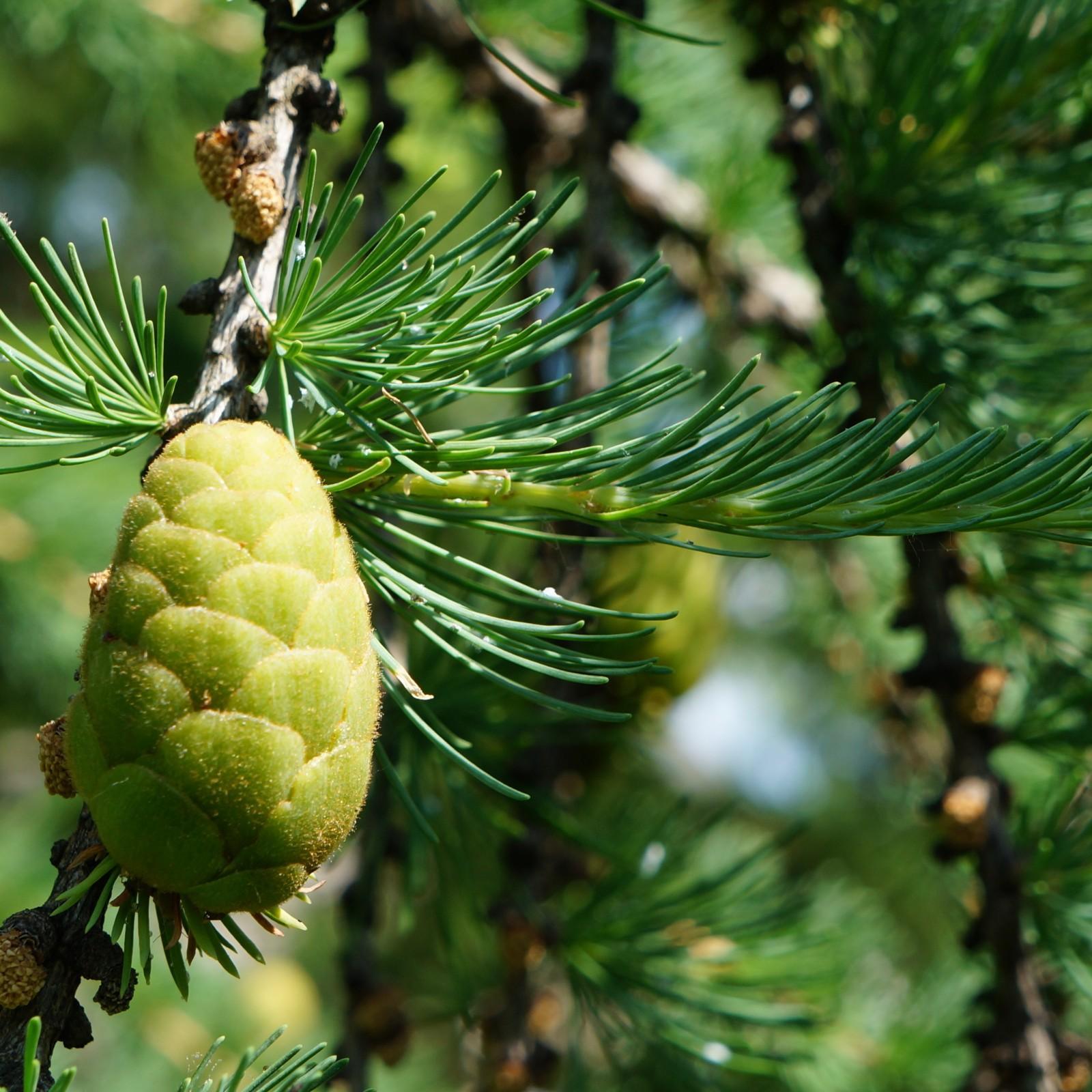 FarisHabbab's profile picture. Faris Habbab