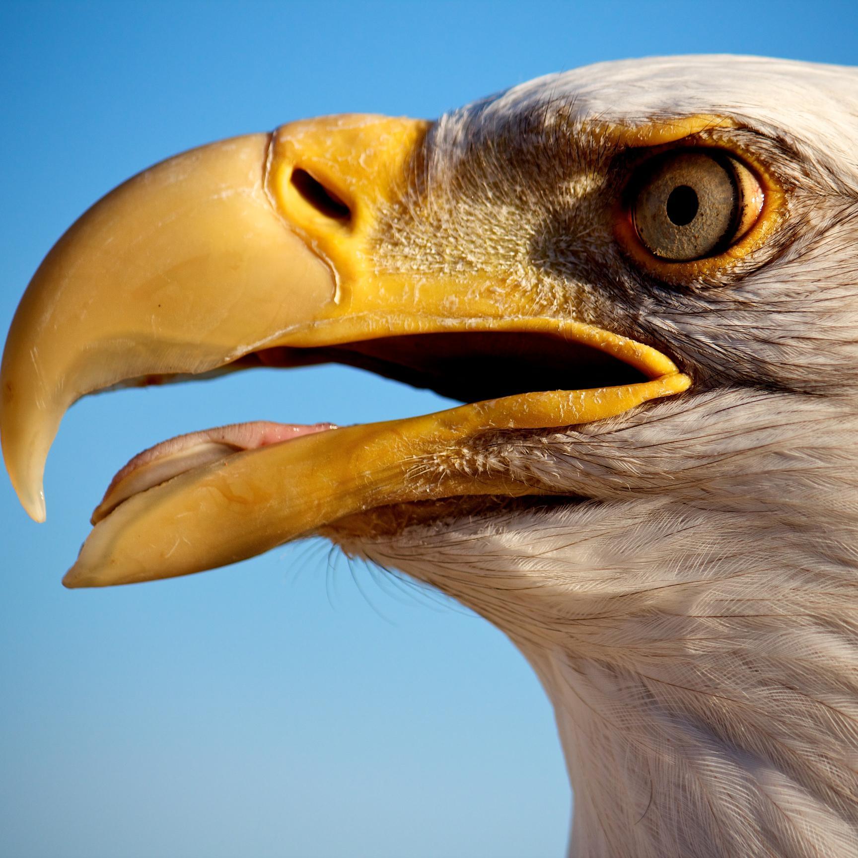 Rescued, 25-year-old bald eagle living at the Palo Alto Junior Museum & Zoo.