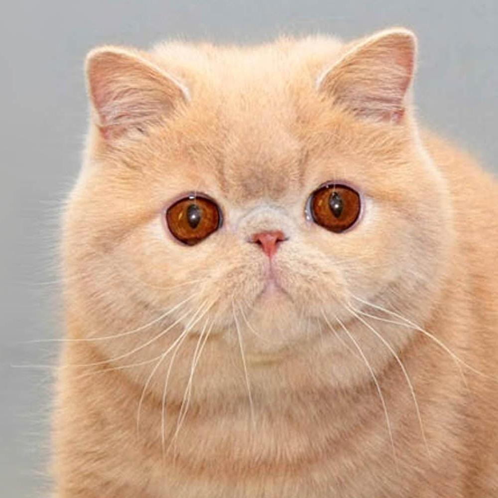 EXO'PLANET exotics cattery (Exotics & ELH, Persians) You can contact me by email: exoplanet.cattery@gmail.com