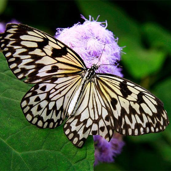 Susan Butterfly