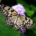 Susan Butterfly (@susanbutterfly2) Twitter profile photo
