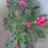 MontesPantojita's profile image