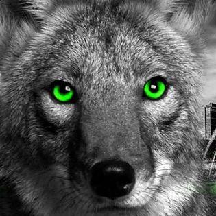 | Optimize Team Captain | Competitive Player | Looking For an Editor | YouTube Coming Soon | Optimistic |