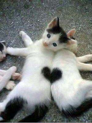 I love dogs and cats!
