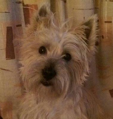Born May 2013. Cairn Terrier. parents Keith & Kim Lubinski.