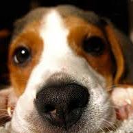 Encontraras a todo tipo de mascotas! No lo olvides el perro es el mejor amigo del hombre!