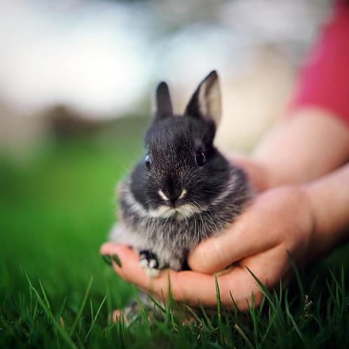 Adopt pets, don´t buy. Contact local animal shelters and animal control agencies. Make the commitment to care of that little being.