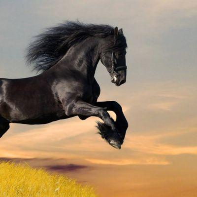 *palermo:100%
*Aficionado a los caballos 
*rociero y milagrero 100%