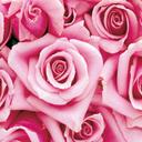 Natalie Pace - @NataliaGirl11 - Twitter