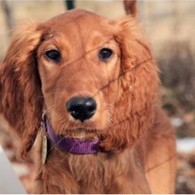 mountainbluedo1's profile picture. ~I'm a young breeder doodles! I have a planned litter of RED Irishdoodles for 2016 you can find out website below, check us out! goldendoodles coming 2016 :)