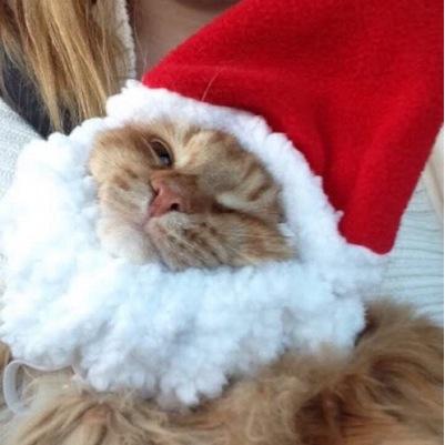 PPlurax's profile picture. 