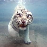 Animals World Wide (@animalsglobal) 's Twitter Profile