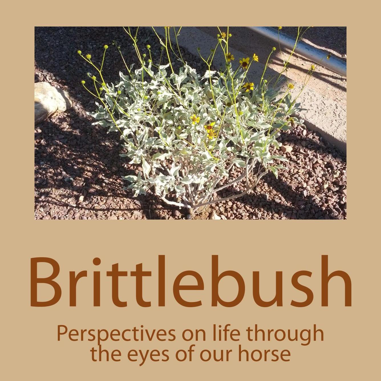 PubClaudia's profile picture. Author (Brittlebush) #Brittlebush #HorseBooks #DogBooks #LifeChanging #FunReading ... Please Like us on FB https://t.co/MqVdrmiCzB