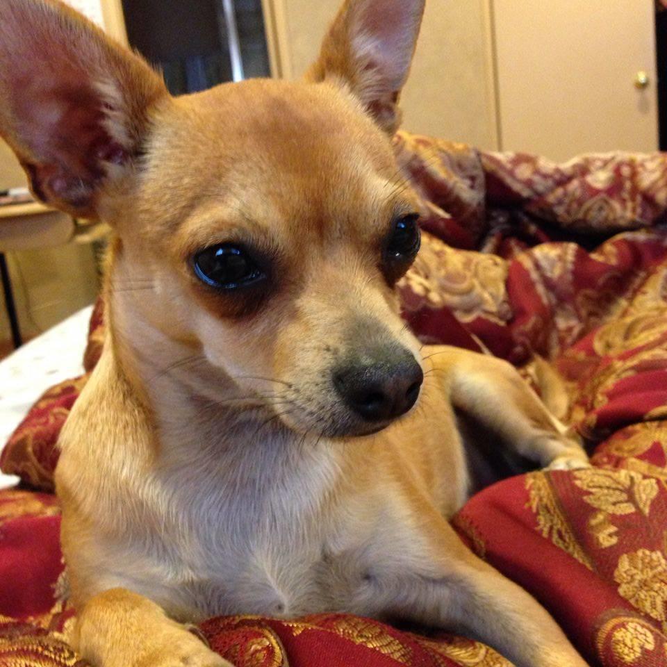 fenglila's profile picture. 我出生在中国湖北，大学毕业后在精神病院工作。1992年到日本留学，1998年在日本横滨市大获博士学位，到福祉村病院工作，2001年到康奈尔大学医学院神经科做博士后。两年后到圣地亚哥MBI工作。4年后分别到各种local和网络公司从事保险金融理财。2015加入婕斯环球(Jeunese global USA)，现是蓝宝领袖