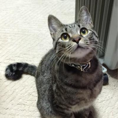 猫好き犬好き！ 地域猫の殺処分0％！を願っている66歳のおじいです。オリジナルTシャツ製作してます！ https://t.co/7rO03EWc3s
