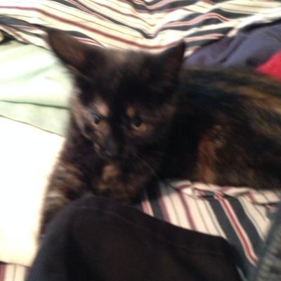 Owner of 5 cats My cats are my world Their names are Sammi, Jimbo, Rylee, Olm, and Willow R.I. P. Willow 10/9/13 Follow me on vine link is above
