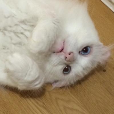 pero_xxx (@_pero_xxx) | Twitter