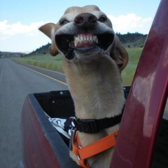 DotingAuntieOf2's profile picture. Auntie of two great kids, Army veteran, animal lover, crossword puzzle junkie, American Civil War history enthusiast, and foreign language muse.