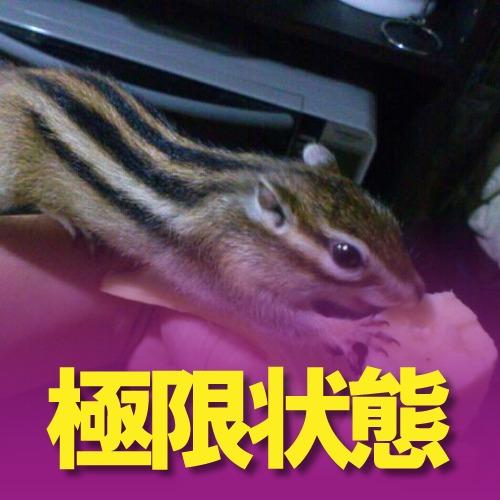シマリスが欲しい。fezありがおー