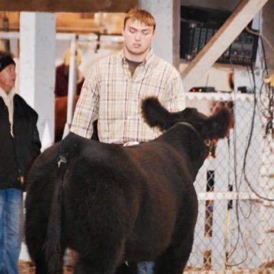 im 17. love show cattle and auctioneering