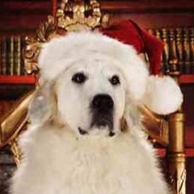 SantaPawsWW's profile picture. Animals are not gifts for christmas we are gifts for life.