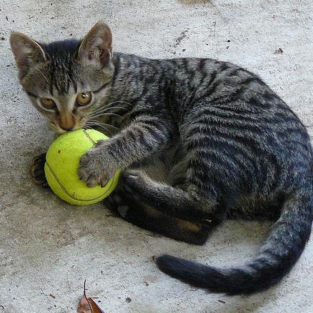 cat_album6 Profile Picture