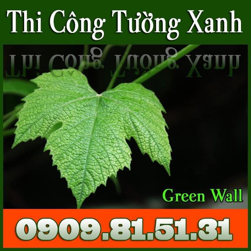 AnextGroup Thi Công Tường Xanh, Vườn Đứng, Vertical Garden - GreenWall .Call 0909 81 51 31