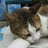 maozilla's profile image