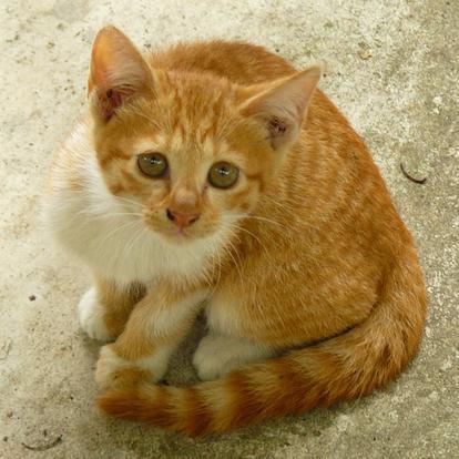 kawai_cat6 Profile Picture