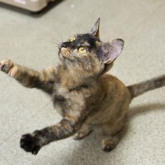 猫が大好きすぎて、画像を集めちゃいました(_)