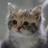 powa_cat6's profile image